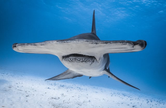 Grand requin-marteau