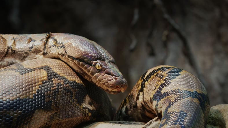 Un python 