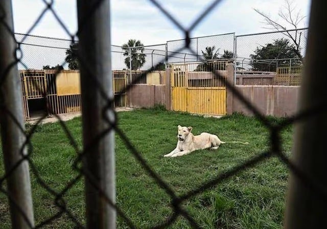 Lion en captivité en Thaïlande 