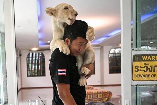 Un lionceau utilisé comme attraction touristique en Thaïlande 