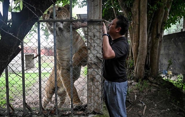 Tharnuwarht Plengkemratch en train de jouer avec son lion hybride 