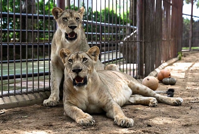 deux lions vivant en captivité en Thaïlande 