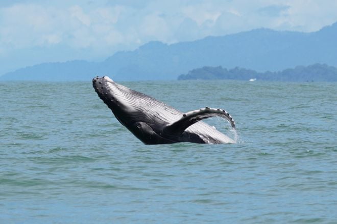 Baleine en pleine mer