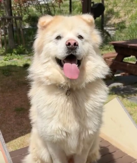 Le chien Kuno