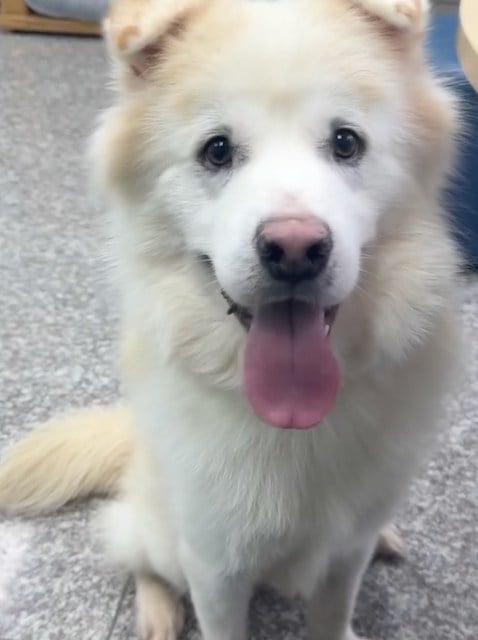 Le chien Kuno