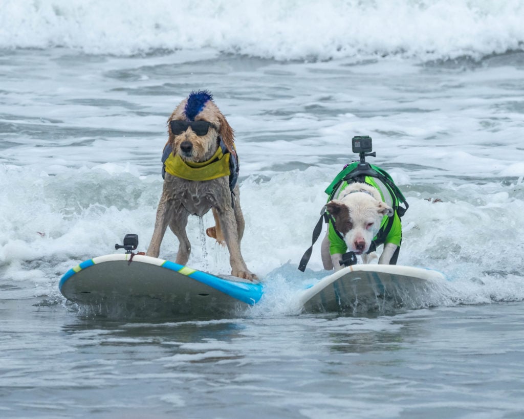 Des chiens font du surf