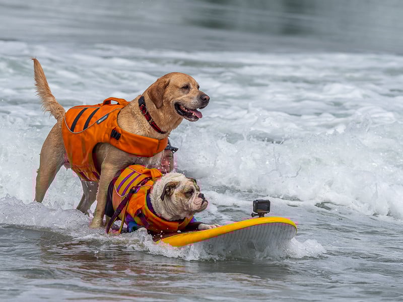 Des chiens font du surf