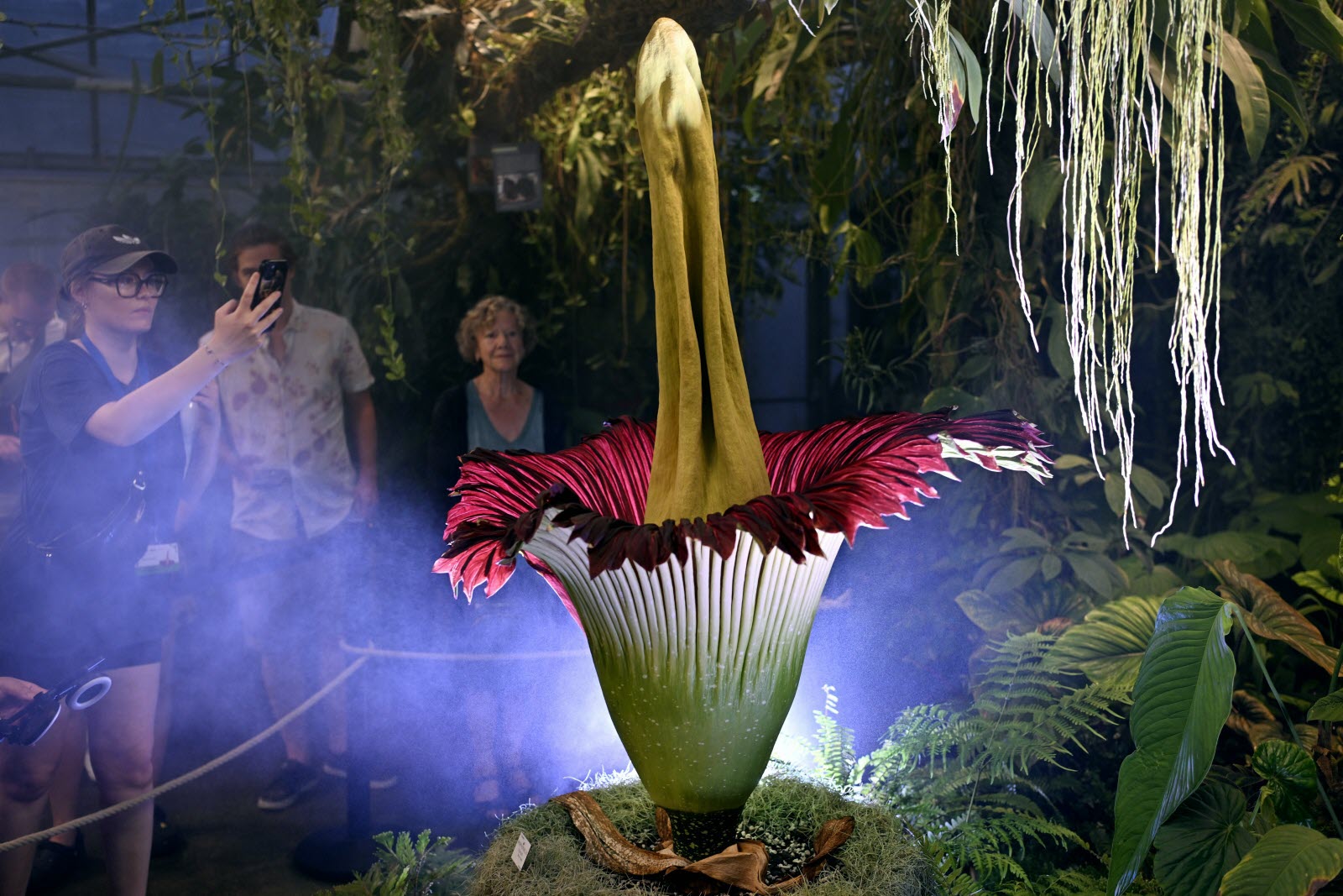 Un phallus de Titan