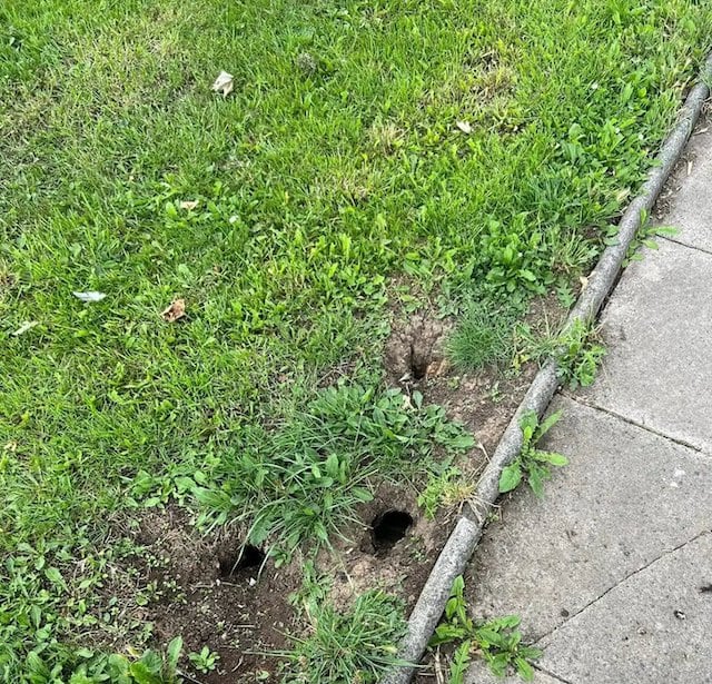 Trous de rats 