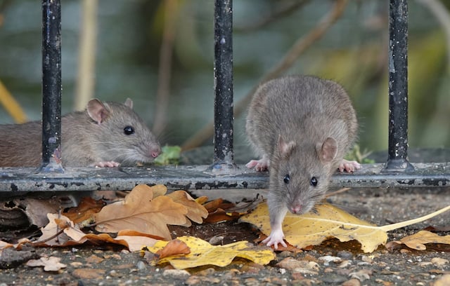 Rats bruns