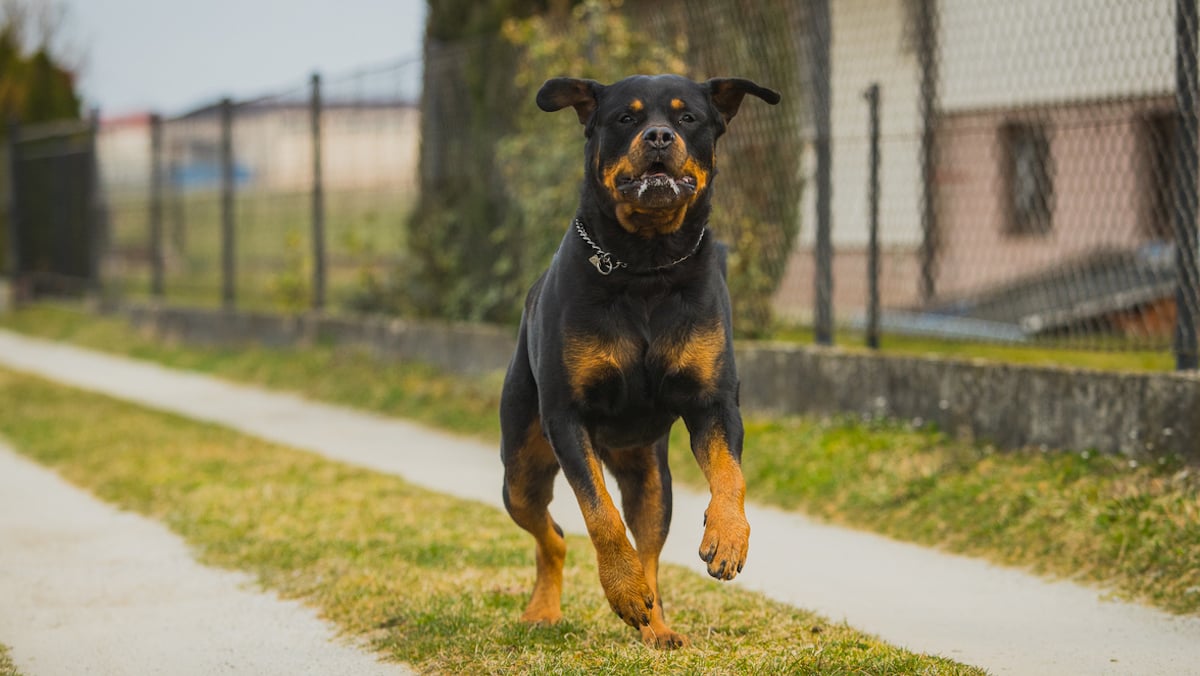  Un rottweiler en train de courir 