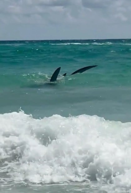 Capture d'écran TikTok