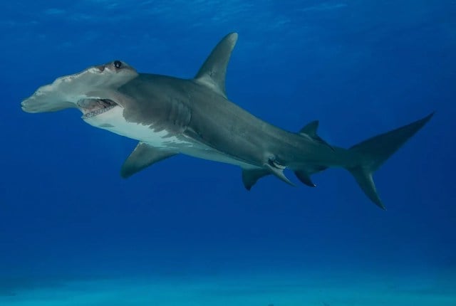 Un grand requin-marteau