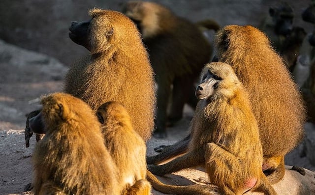 Babouins du zoo de Nuremberg 