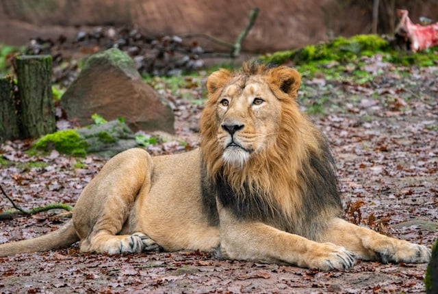 Lion d'Asie