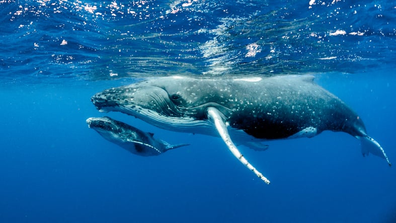Une baleine à bosse et son petit