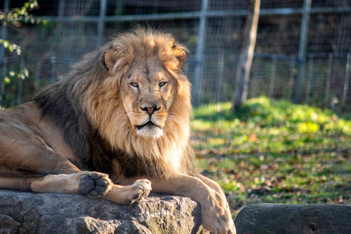 Un lion 