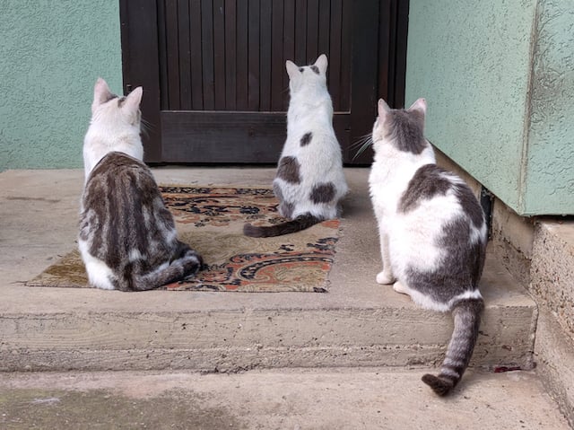 Trois chats patientant devant une porte d'entrée 