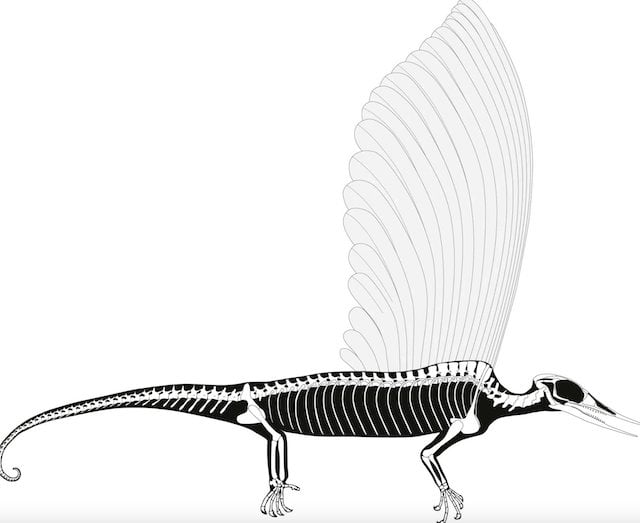 Reconstitution du squelette de Mirasaura
