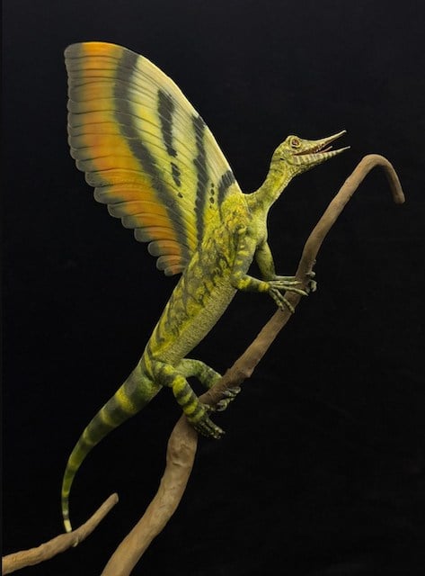 Reconstitution de Mirasaura grauvogeli