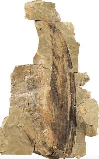 Fossile 