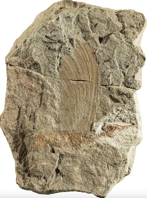 Fossile