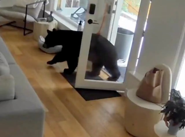 Capture d'écran montrant l'ours s'introduire dans le salon