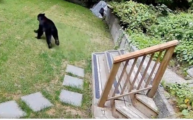 Capture d'écran montrant l'ours s'enfuir 