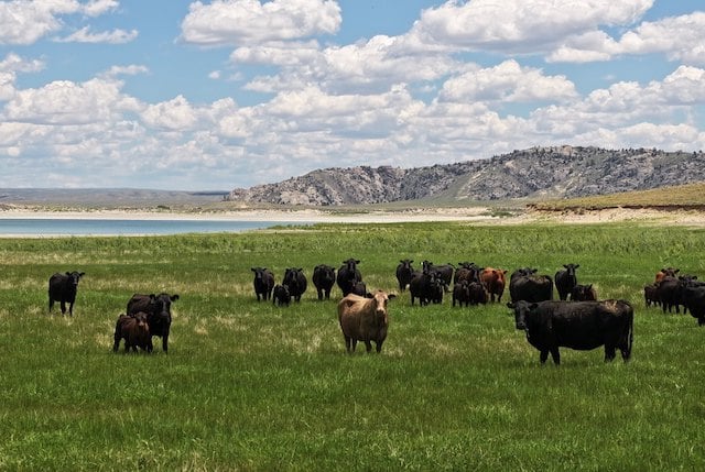 Ranch Pathfinder