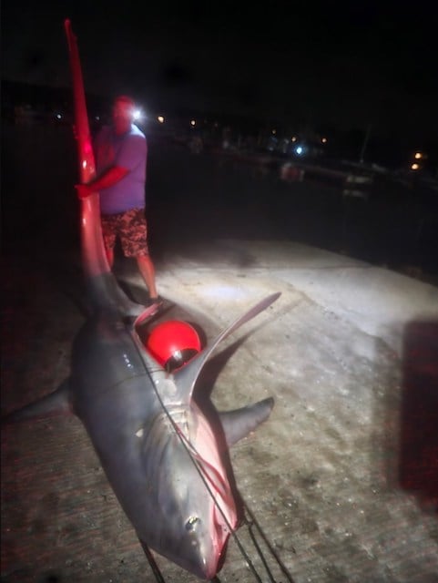 Ed Lovely et le requin