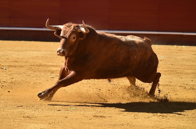 Un taureau dans l'arène 