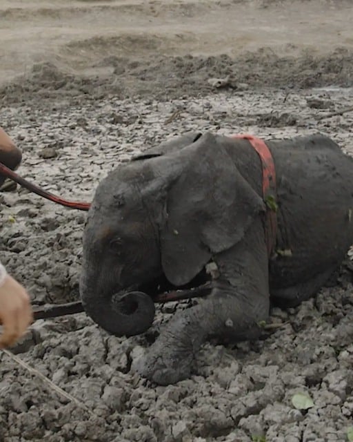Photo montrant le bébé éléphant pendant le sauvetage 