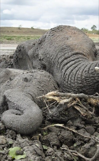 Photo montrant la maman éléphant protéger son bébé