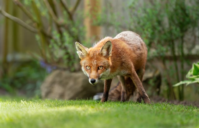 Un renard dans un jardin 