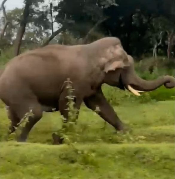 Capture d'écran montrant l'éléphant en train de charger le touriste