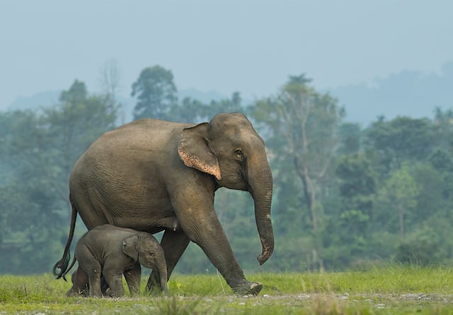 Éléphants d'Asie