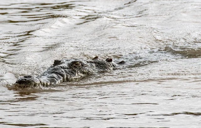 Crocodile nageant dans l'eau