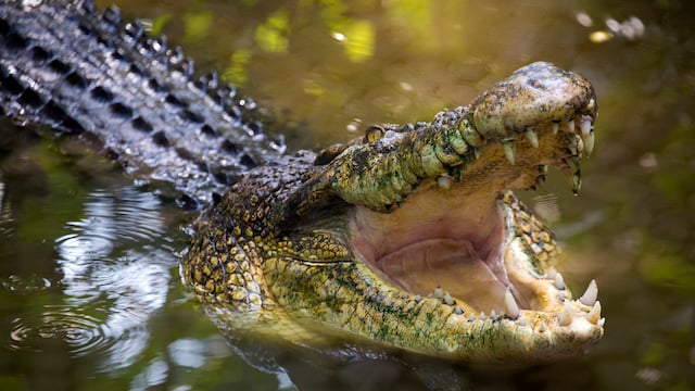 Crocodile ouvrant la gueule 