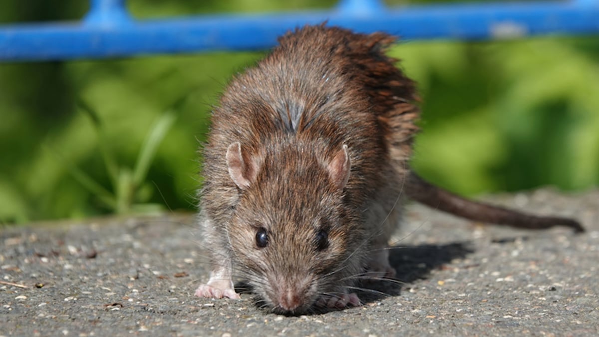 Un rat