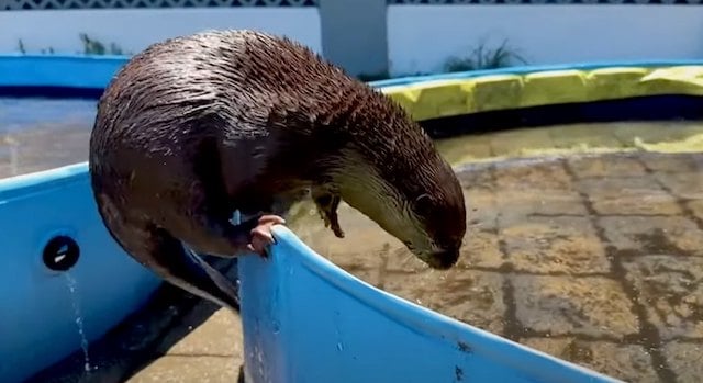 La loutre Splash