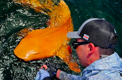 Un requin orange