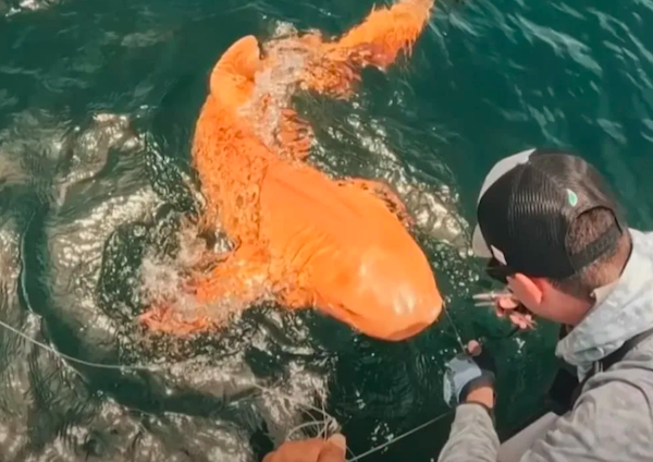 Un requin orange