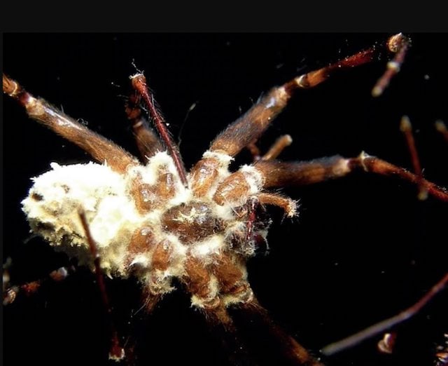 Une araignée infectée par le champignon