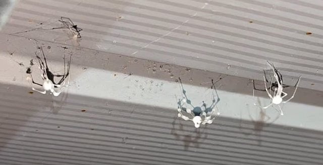 Araignées infectées par le champignon