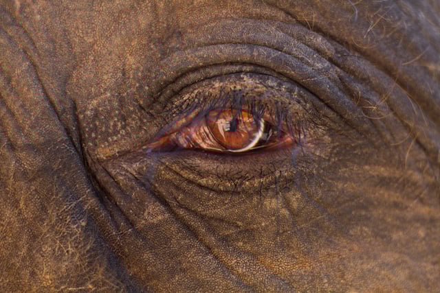 Gros plan sur un œil d'éléphant 