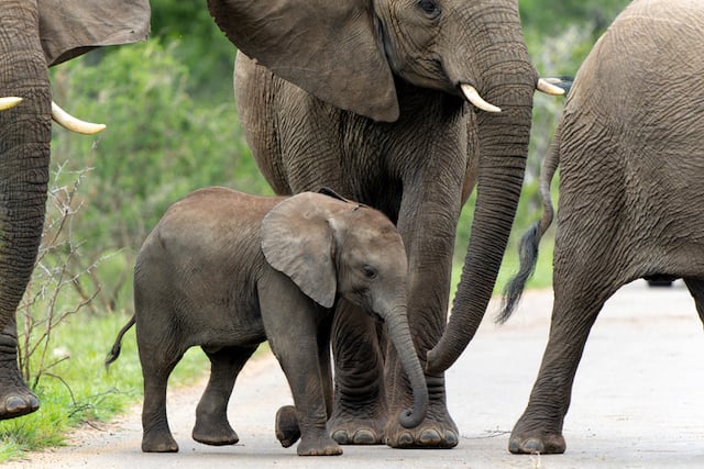 Un maman éléphant et son petit