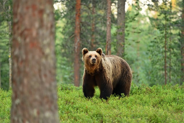 Un ours brun en pleine nature