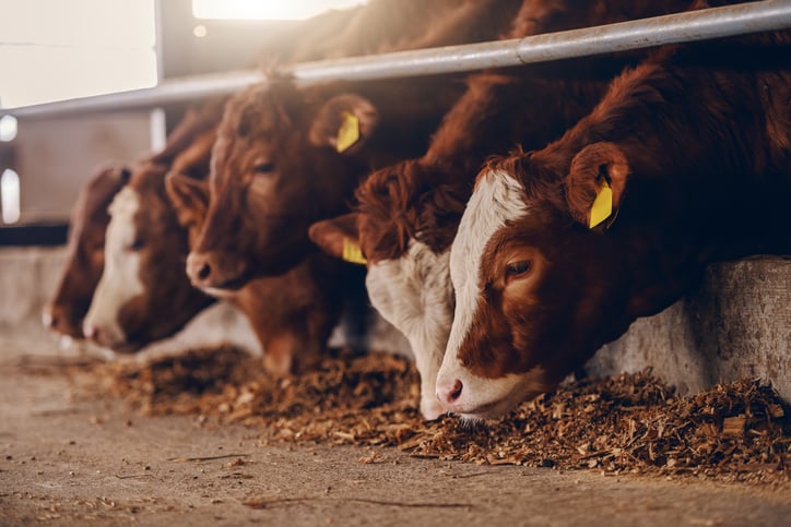 Des vaches