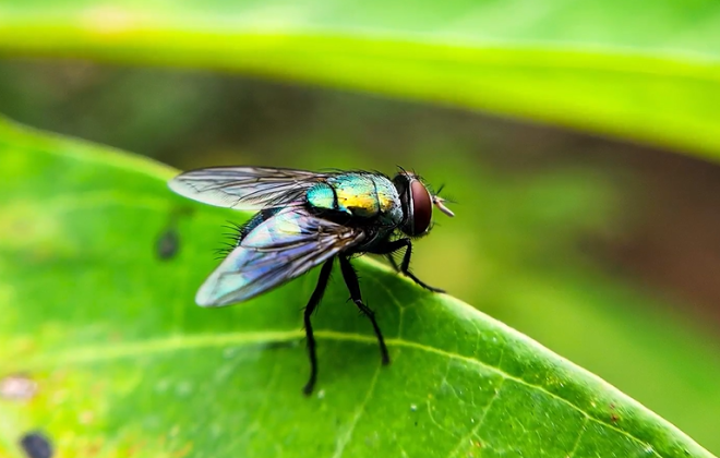 Une mouche mangeuse de chair