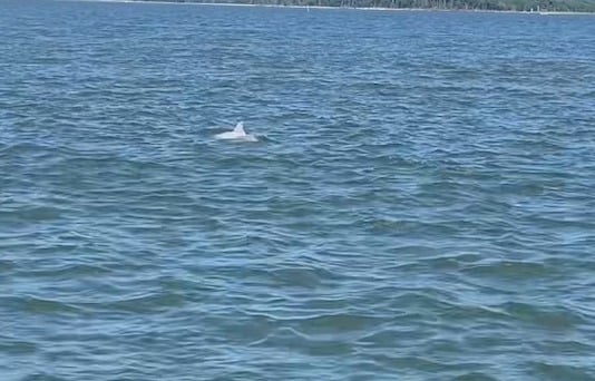 Capture d'écran montrant le dauphin albinos 